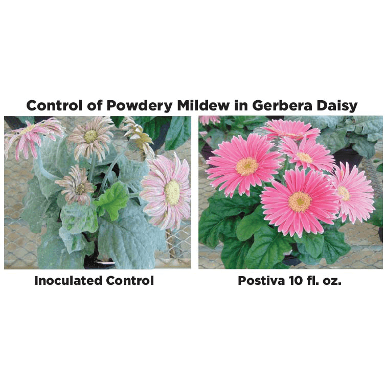 Postiva Fungicide powered by Adepidyn Technology - 28 oz. - Seed World