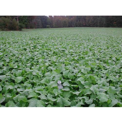5 Lbs. Trophy RAPE MAXI-RACK Food Plot Seed – Attract Deer & Hogs Naturally