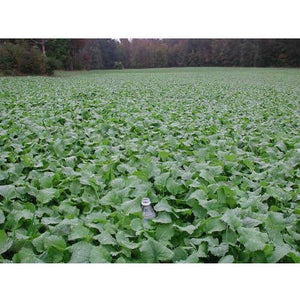 Trophy Rape Food Plot Seed - Seed World