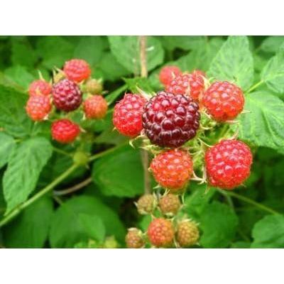 Raspberry Bush Plant - 1 Gallon - Seed World