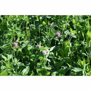 GA-9908 Medium Red Clover Seed - Seed World