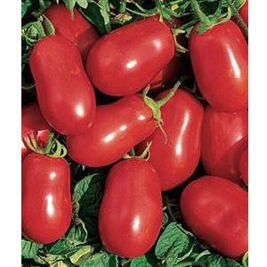 Tomato Roma VF Seed - 1 Packet - Seed World