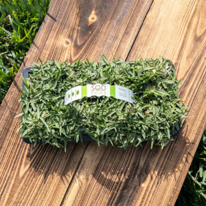 St. Augustine CitraBlue Premium Grass Plugs - Seed World