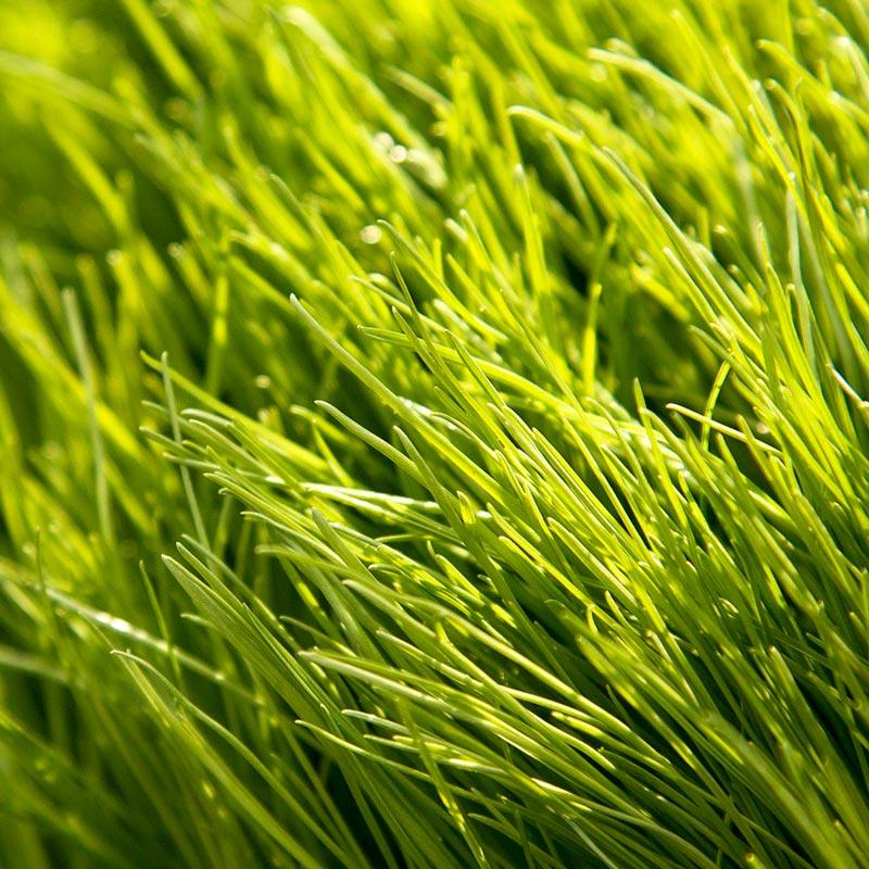 NUI Perennial Ryegrass Seed | Seed World