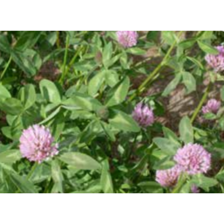Dynamite Red Clover - Seed World