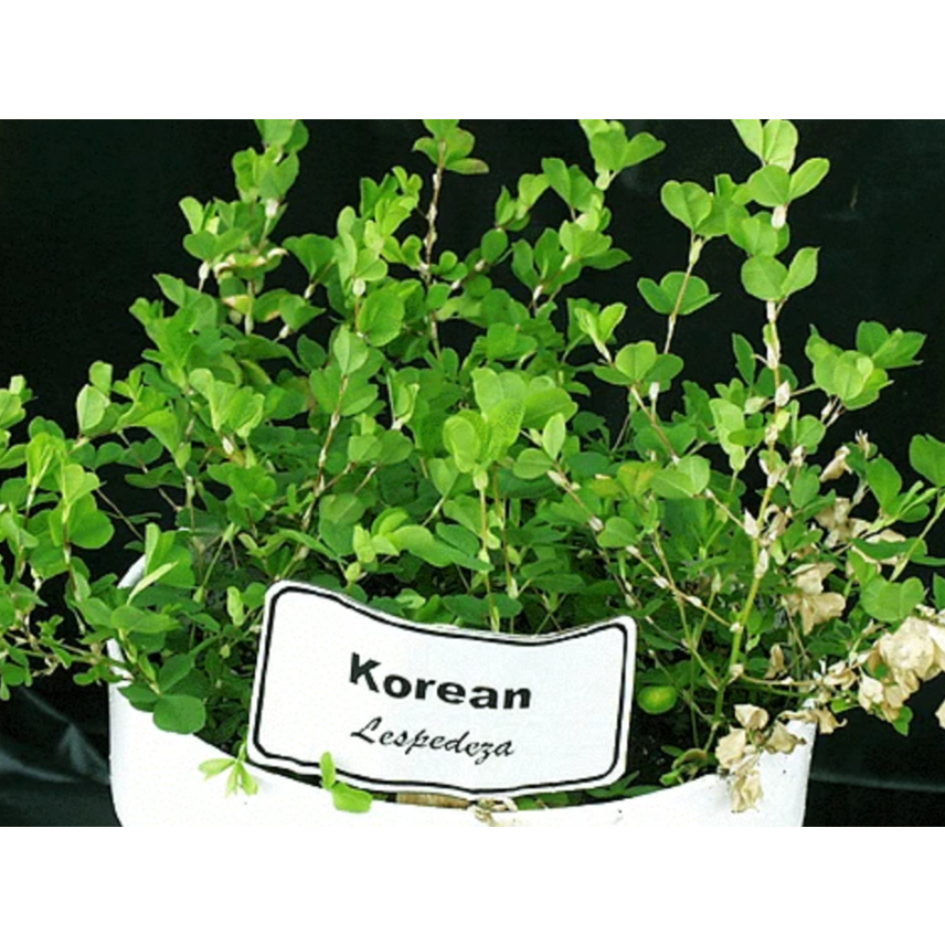 lespedeza herbicide Korean Lespedeza Seed– Seed World