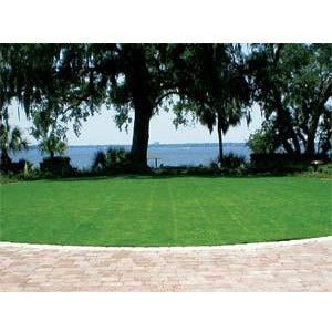 SeaShore Paspalum - 4 Oz. - Seed World