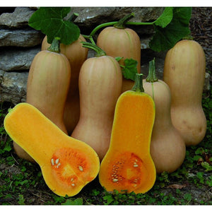 butternut squash seeds