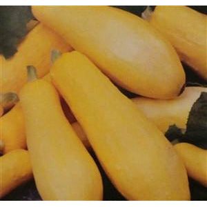 Squash Early Straightneck Seed - 1 Packet - Seed World