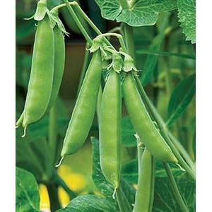 Peas Sugar Snap Seed - 1 Packet - Seed World