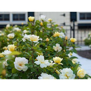 Knock Out Sunny Yellow Rose Plant - 2 Gallon - Seed World