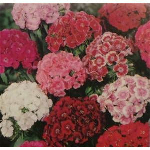 Sweet William Single Mixed Colors Seed - 1 Packet - Seed World