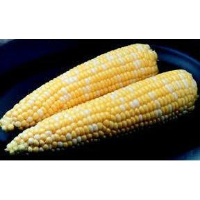 Sweet Corn Silver Queen - packet - Seed World