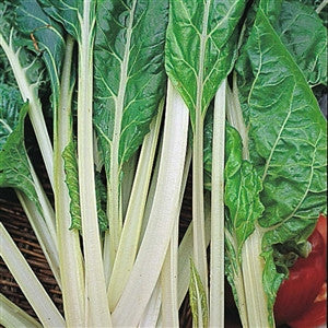 Swiss Chard Lucullus Seed Heirloom - 1 Packet - Seed World