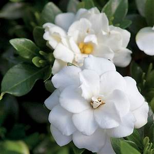 First Edition Double Mint Gardenia - 2 Gallon - Seed World