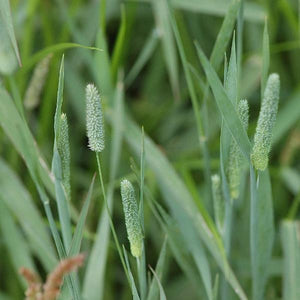 Timothy Grass Seed