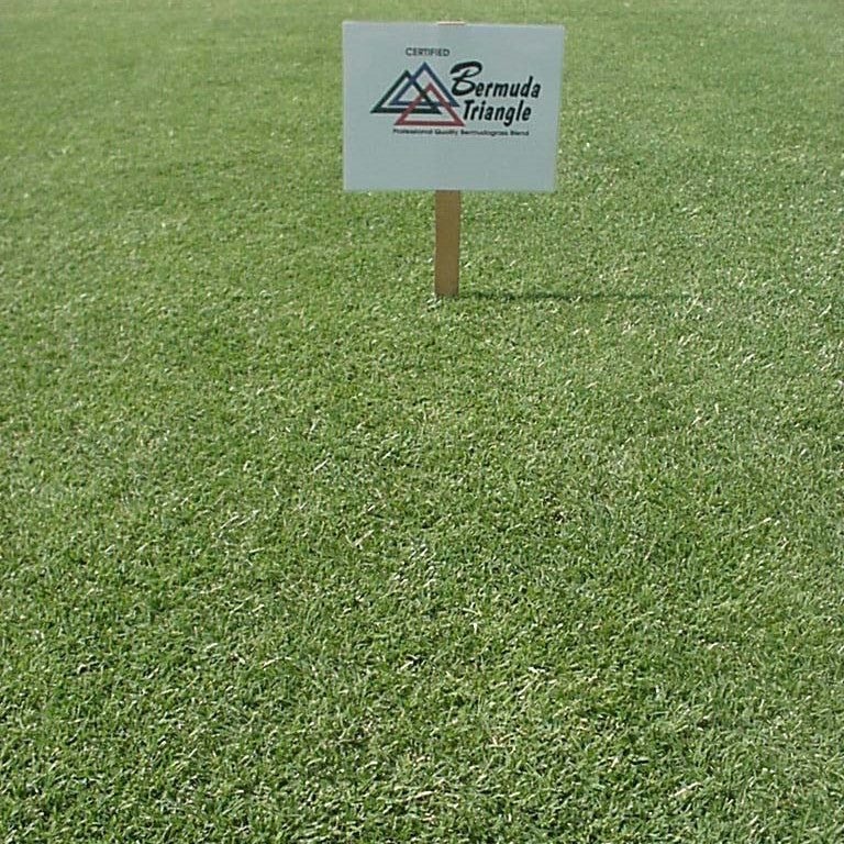 blackjack bermuda grass seed lowe's Pennington Triangle Bermuda Grass Seed For Sale. 2 Lbs