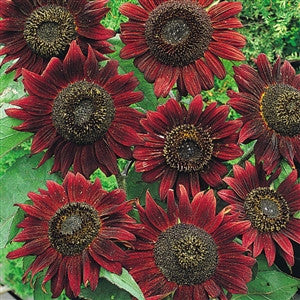 Sunflower Velvet Queen Seed Heirloom - 1 Packet - Seed World