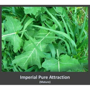 Imperial Whitetail Pure Attraction - 26 Lbs. - Seed World