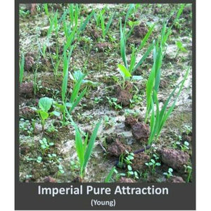 Imperial Whitetail Pure Attraction - 26 Lbs. - Seed World