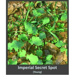 Secret Spot - Food Plot - 4 Lbs. - Seed World