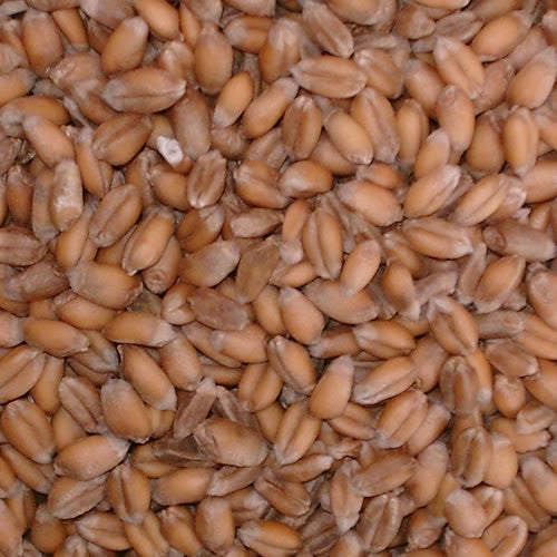 Wheat Seed - 1 Lb. - Seed World