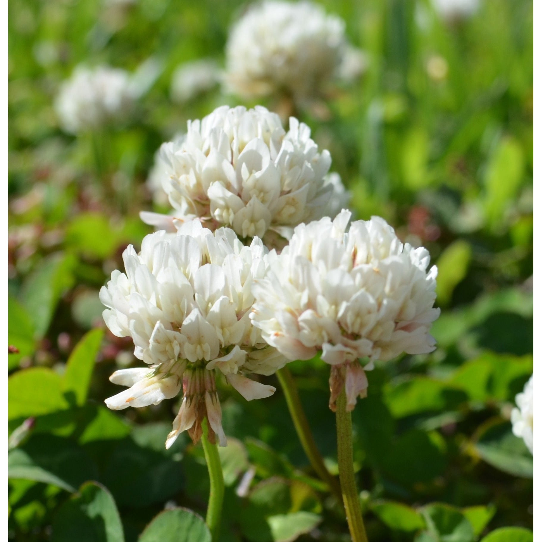 best time to plant white clover seed White Dutch Clover Seed Nitro Coated & Inoculated- 5 Lbs