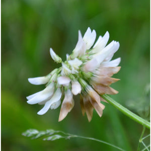 White Dutch Clover Seed: Nitro-Coated & Inoculated