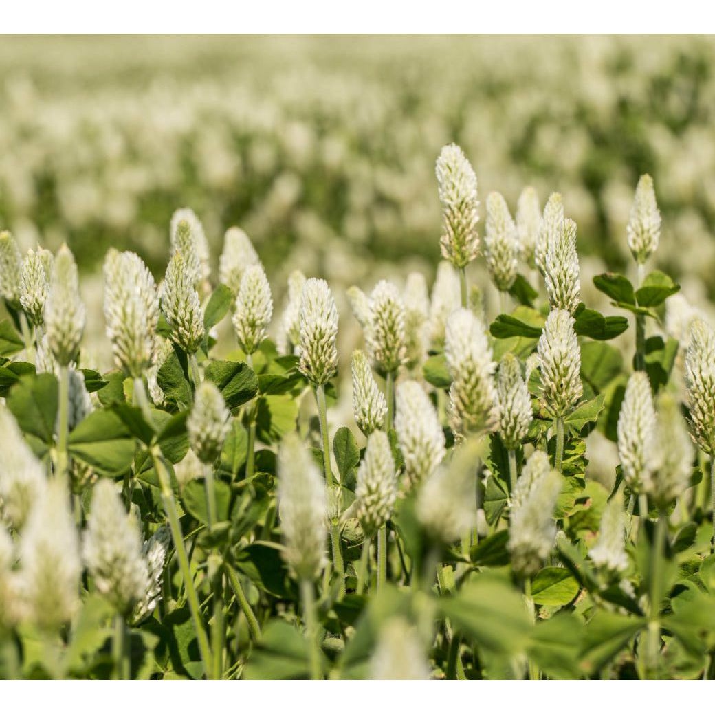 White Cloud Clover Seed - Seed World