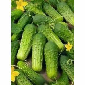 Cucumber Wisconsin SMR 58 Seed Heirloom - 1 Packet - Seed World